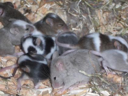 6 Wochen alte hübsche gesunde Mäuse zu verkaufen