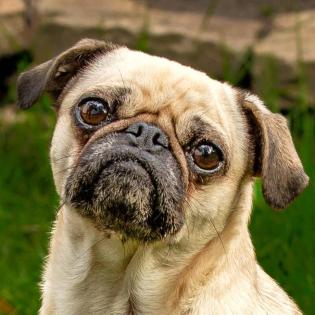 BABY MO - fröhlicher Mops - 5 Jahre - Tierhilfe-Franken e. V.