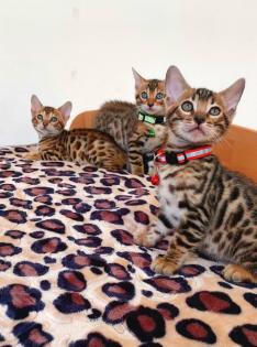 Bengal katze Baby Katzen
