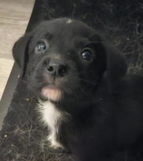 Labrador Mischling