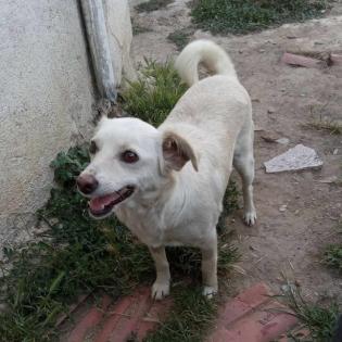 Ameli / Status sucht ein Zuhause