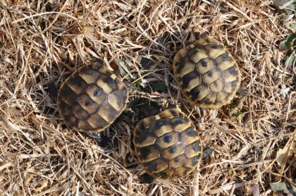 Griechische Landschildkröten Nachzuchten 2022