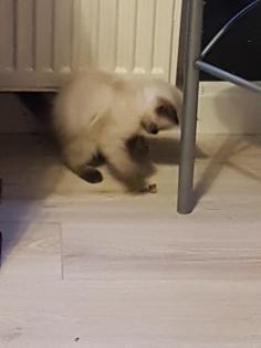 Reinrassige Balinesische Siam Kitten Langhaar Selten