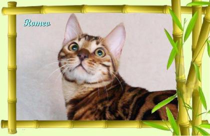 Exklusiver und pfiffiger Bengal Kater Donat Rosetten Eyecatcher unkastriert