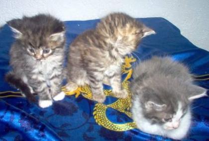 Maine Coon Kitten ab Anfang Juni 2022 abzugeben