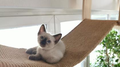 SIAM KITTEN seal point ab August auszugsbereit