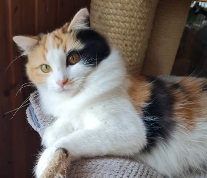 Ragdollkastratin sucht neues Personal