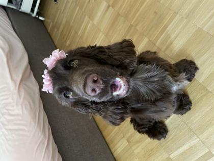 Deckrüden gesucht Reinrassiger Cocker Spaniel
