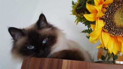 Ragdoll-Kitten Bildhübsch suchen ein neues und gutes Zuhause.
