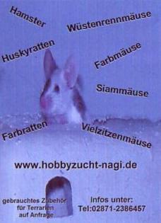 Futteriere Mäuse Ratten Rennmäuse Vielzitzen und Hamster