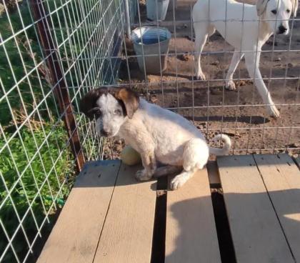 Colette sucht ein passendes Zuhause
