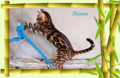 Exklusiver und pfiffiger Bengal Kater Donat Rosetten Eyecatcher unkastriert