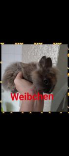 Reinrassige löwenkopfkaninchen Babys
