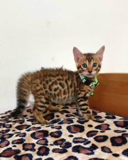 Bengal katze Baby Katzen