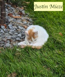 2 süße junge norwegische Waldkatzen Mix Kater suchen ein nettes Zuhause 12 Wochen alt
