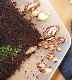 Riesenschnecken Achatschnecken Archachatina Achatina