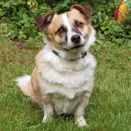 CORGIE - Corgie - 10 Jahre - Tierhilfe-Franken e. V.