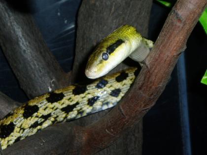 Taiwan Schönnatter ca. 2 60 m lang günstig abzugeben.