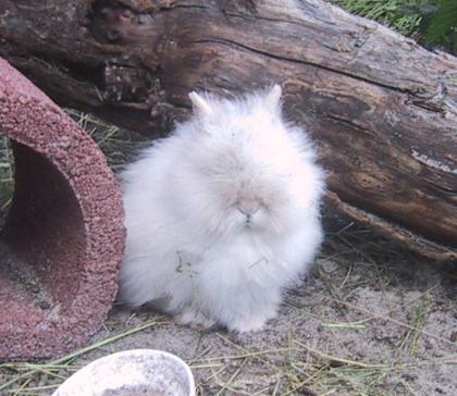 Zwergkaninchen - typvoller Teddyzwerg 1. 0 / 8. Wo. Weiß/blaue Augen