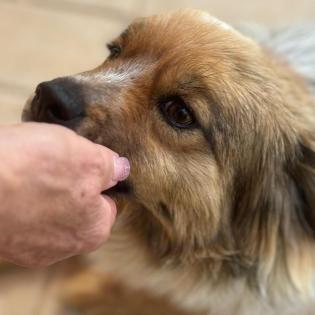 Nikki - kleines Handicap nach einem Autounfall