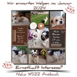 Welpe Kleinhund Biewer Yorkshire Malteser Chihuahua Shihtzu