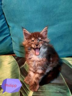 Main-Coon Kitten reinrassig