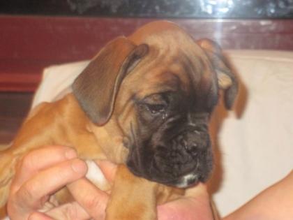 Boxerwelpen mit Papiere