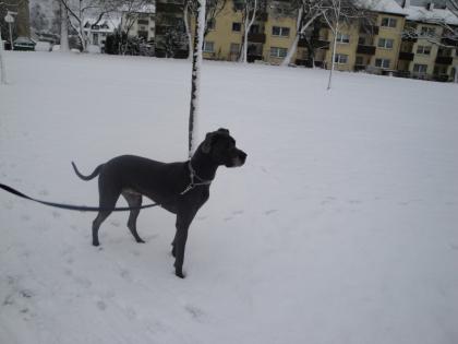 Joe Deutsche Dogge - Rüde