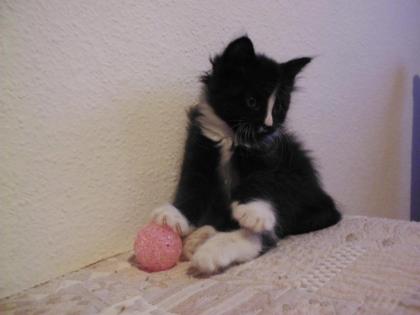 Norwegische Waldkatze - Kitten Babys