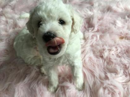 Malteser Bichon Welpen