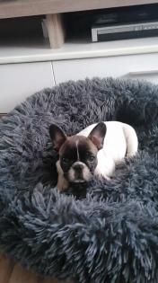 Süße Französische Bulldoggen Welpen