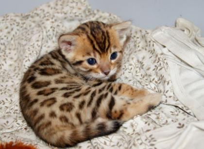 Reinrassige Bengalkitten mit Papieren