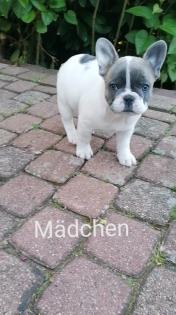 Süße Französische Bulldoggen Welpen