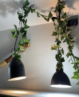 Madagaskar Taggecko mit Terrarium Einrichtung und Lampen abzugeben
