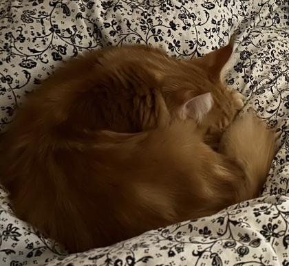 Maine Coon Kater Rot