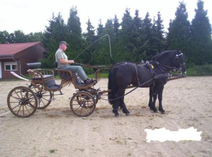2 Hengste einer ganz seltenen Rasse zu verkaufen