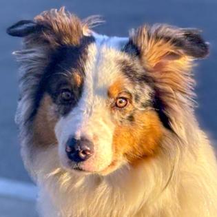 ALFRED - Australian Sheperd - 2 Jahre - Tierhilfe-Franken e. V.