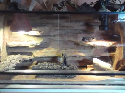 1. 3 Leopardgecko Zuchtgruppe Terrarium mit sehr schöner Rückwand in gute Hände