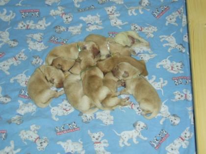 Unsere Golden Retriever Welpen sind am 09. 05. 2022 geboren