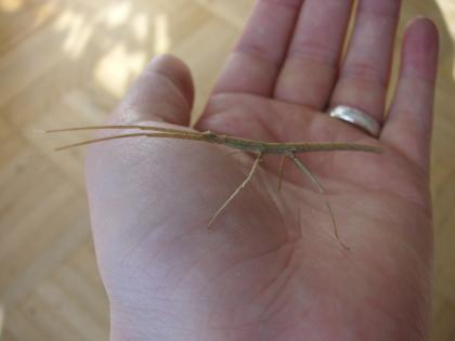 Annam Stabschrecken Medauroidea extradentata