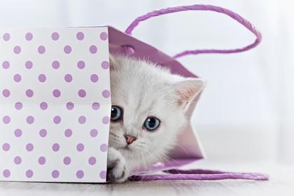 Zuckersüßer BKH shaded Kitten Katerchen sucht.