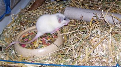 2 junge Rattenmädchen suchen ein neues Heim.