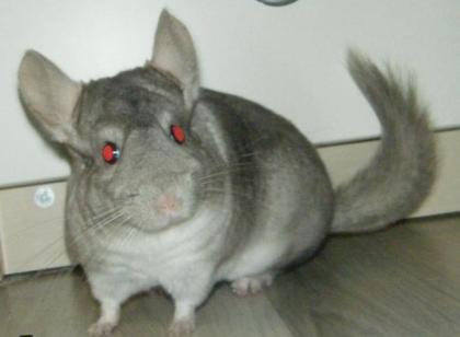 Beige - Weisses Chinchilla Mädchen