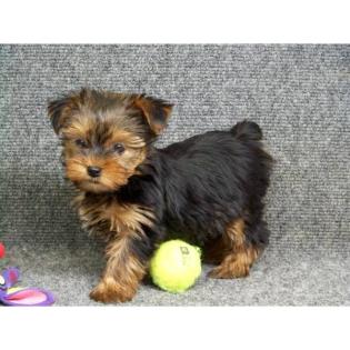 Yorkshireterrier Babys