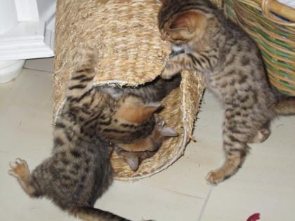 Bengal Kitten - Minileoparden fürs Wohnzimmer in braun snow und silver rosetted