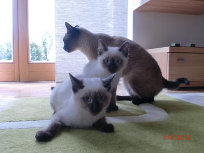 Siam Katzen