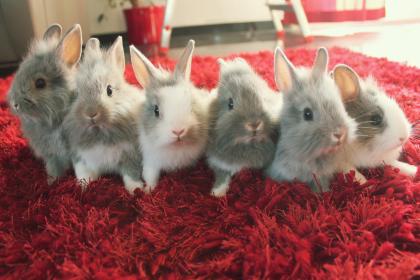 6 Kaninchenbabys suchen Zuhause