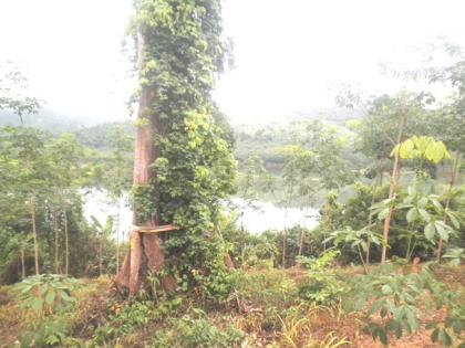 In Thailand mit uns Einstieg in Obstkulturen und Kautschukplantagen