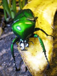Suche Dicronorrhina derbyana oberthuri D. micans D. cavifrons