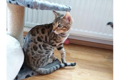 Bengalkitten abzugeben